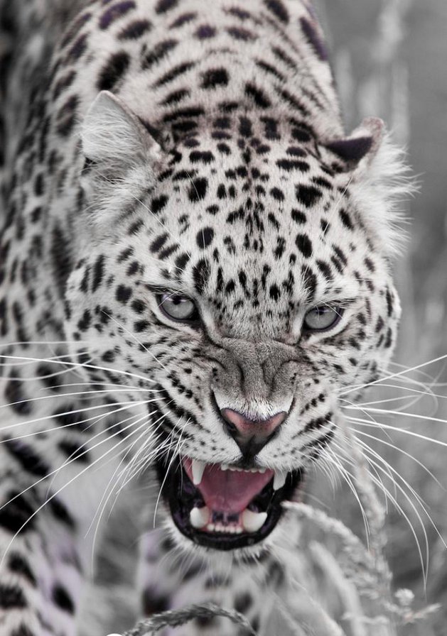 №42910 - оригинал