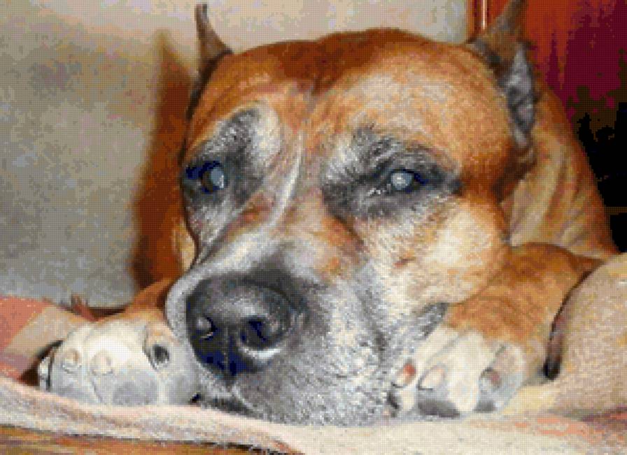 Жак - предпросмотр