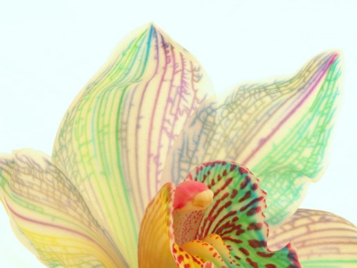 орхидея2 - цветы, орхидея - оригинал