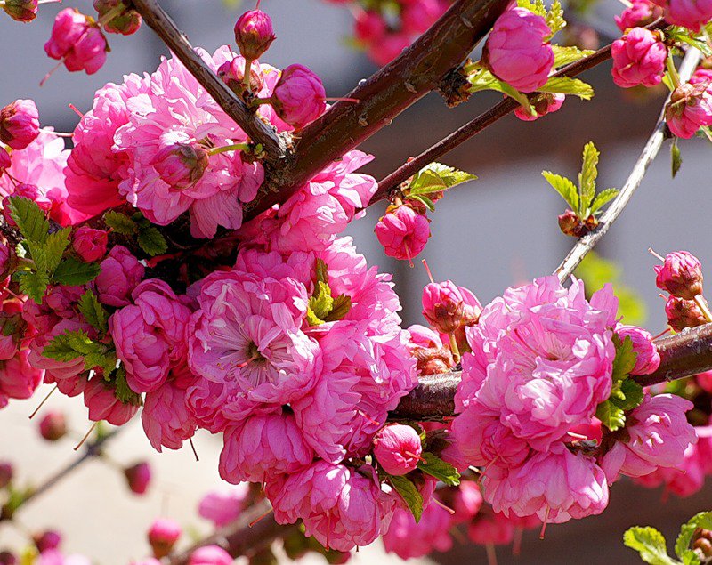 сакура в цвету - япония, сакура - оригинал