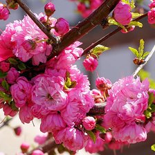 Схема вышивки «сакура в цвету»