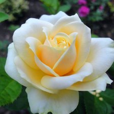 Схема вышивки «кремовая роза»