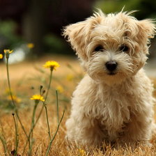 Схема вышивки «984»