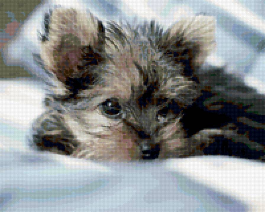 8841 - собаки, животные, природа, щенки - предпросмотр