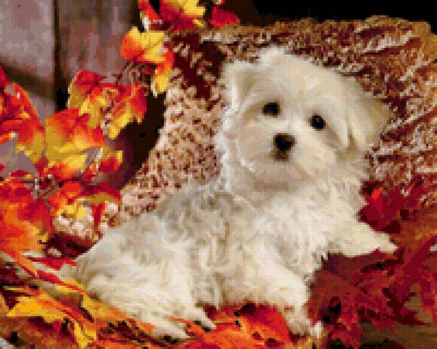 8755 - собаки, природа, щенки, животные - предпросмотр