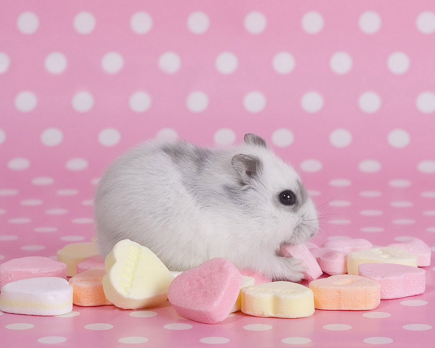 541 - природа, животные, грызун - оригинал