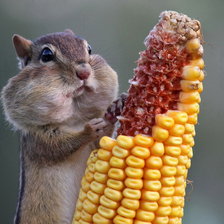 Схема вышивки «4556»