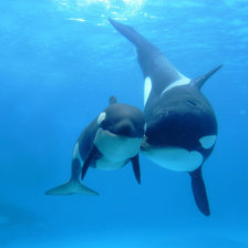 Схема вышивки «касатки»