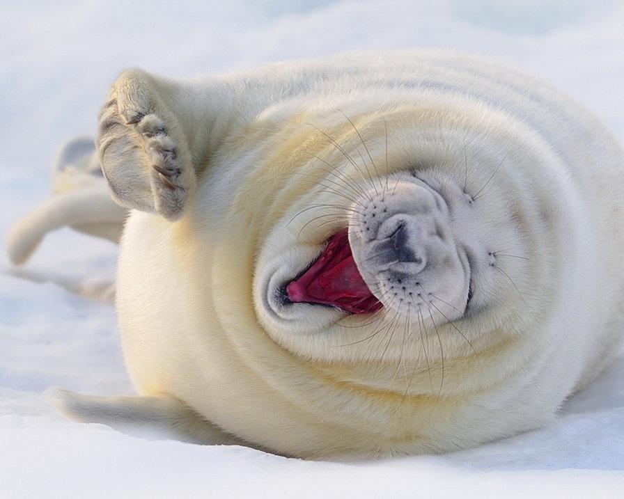 5465 - животные, природа - оригинал