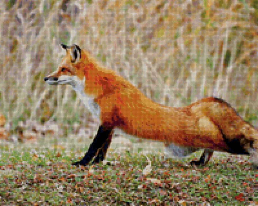 лиса - природа, животные, лиса - предпросмотр