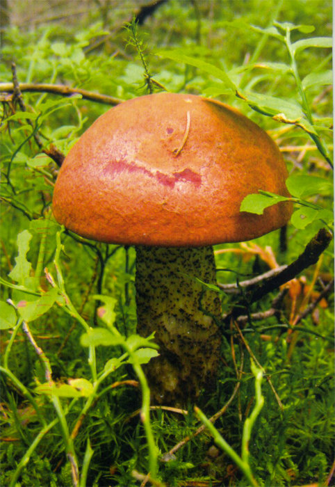 подосиновик - оригинал