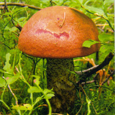 Схема вышивки «подосиновик»