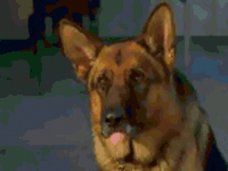 овчарка - собаки - предпросмотр