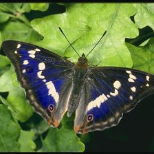 Схема вышивки «№43415»