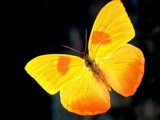 №43418 - бабочки - оригинал