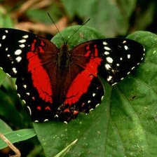 Схема вышивки «№43420»