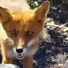 Схема вышивки «№43422»