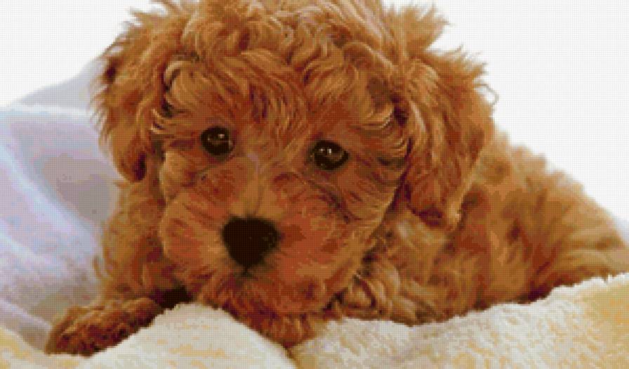 №43432 - предпросмотр