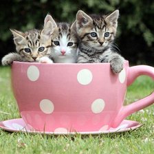 Схема вышивки «котята»