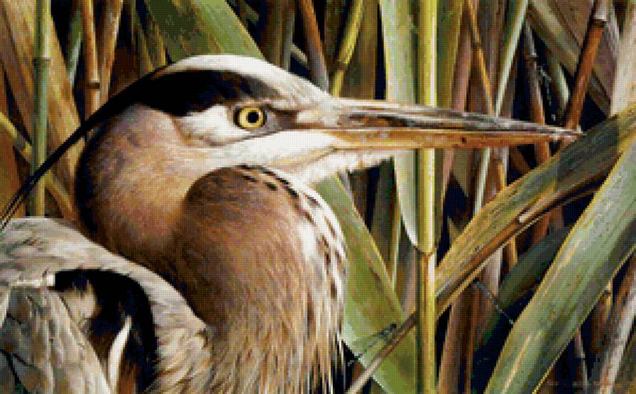 Серия "Птицы" - птицы, пейзаж - предпросмотр