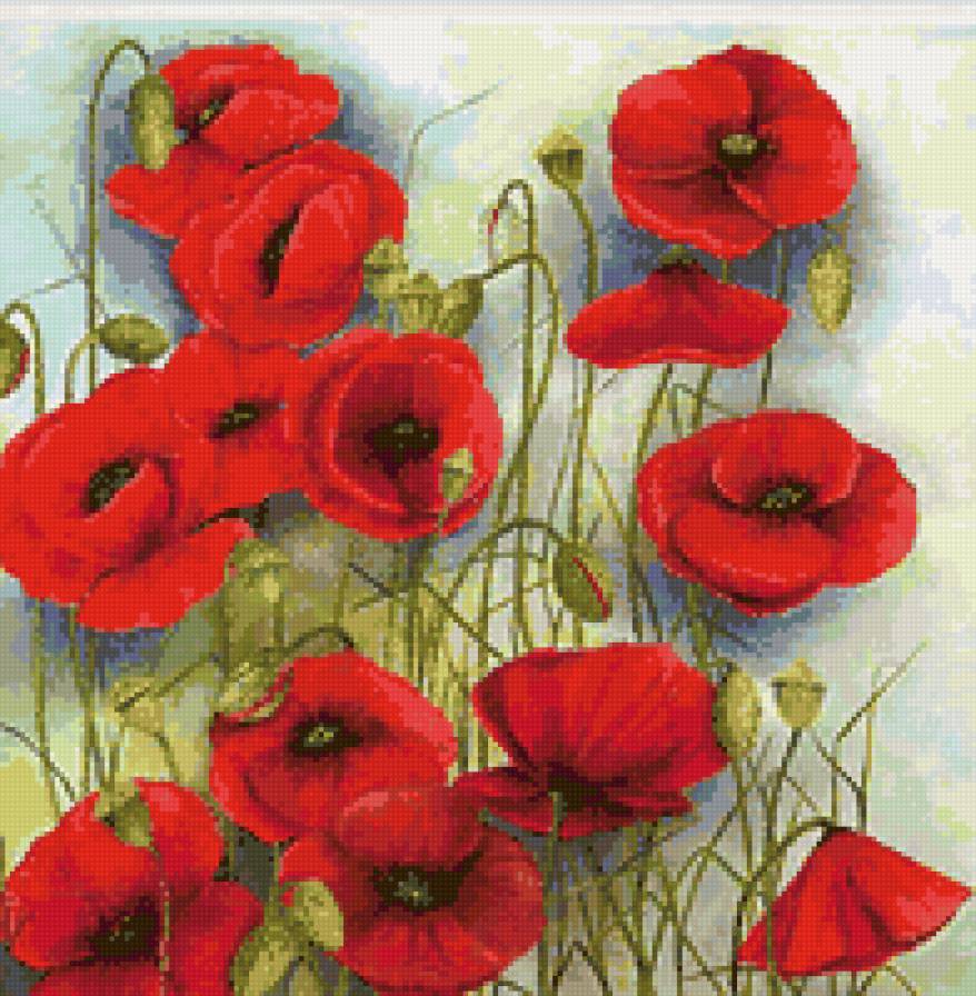 маки - цветы, маки - предпросмотр