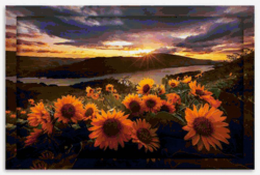 подсолнухи - поле, закат, подсолнухи - предпросмотр