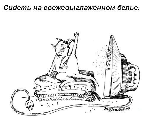 что должен уметь кот - прикол - оригинал