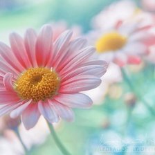 Схема вышивки «№43756»