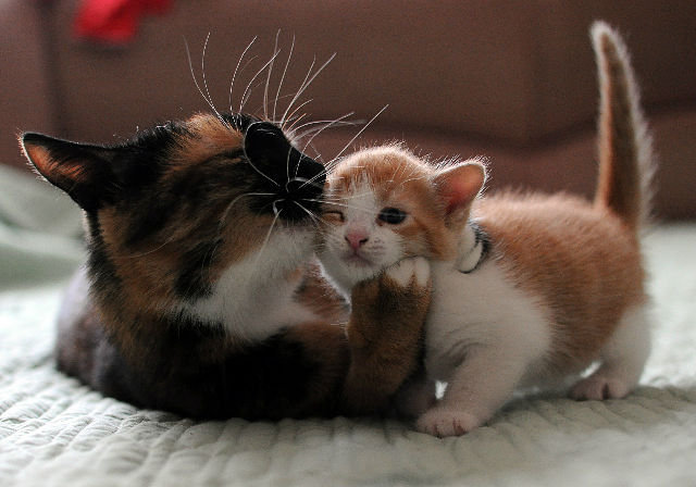 8674 - животные, природа, кошки, котята - оригинал