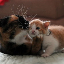 Схема вышивки «8674»