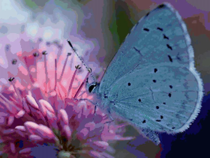 бабочка - бабочка, цветок - предпросмотр