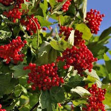 Схема вышивки «№43821»