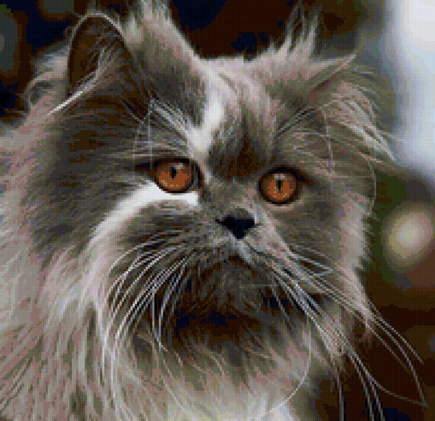 54864 - кошки, природа, животные, котята - предпросмотр