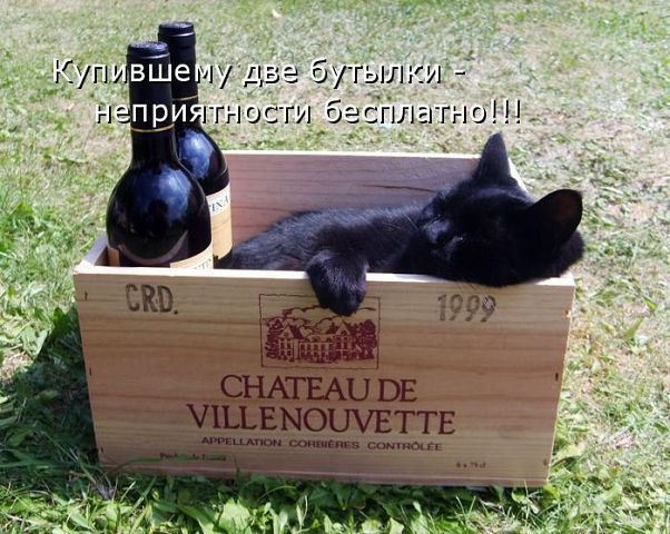 6421 - природа, котята, животные, кошки - оригинал