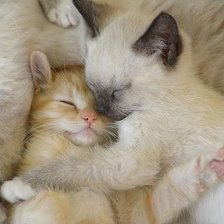 Схема вышивки «4364»