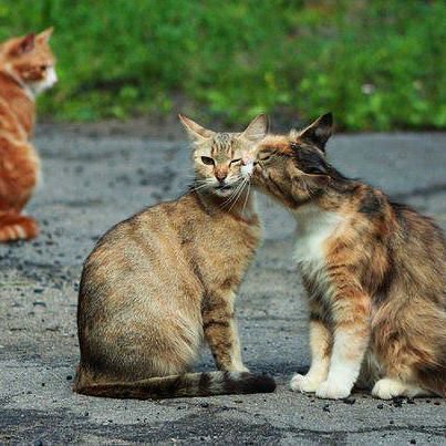 3563 - природа, кошки, котята, животные - оригинал