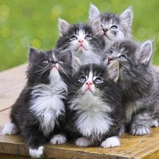 Схема вышивки «6453»