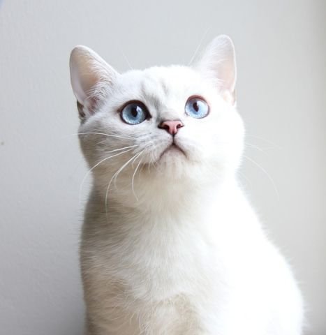 436 - кошки, котята, животные, природа - оригинал