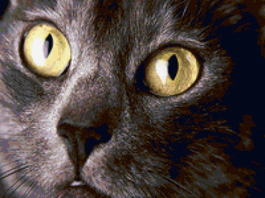 взгляд3 - котята, животные, природа, кошки - предпросмотр