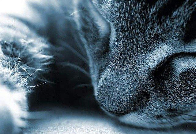 5450 - котята, животные, кошки, природа - оригинал