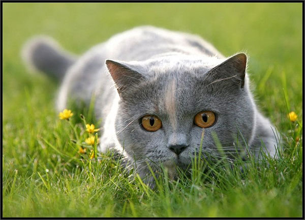 3652 - котята, природа, животные, кошки - оригинал