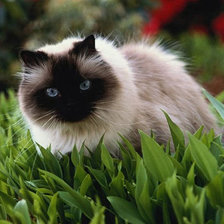 Схема вышивки «65416»