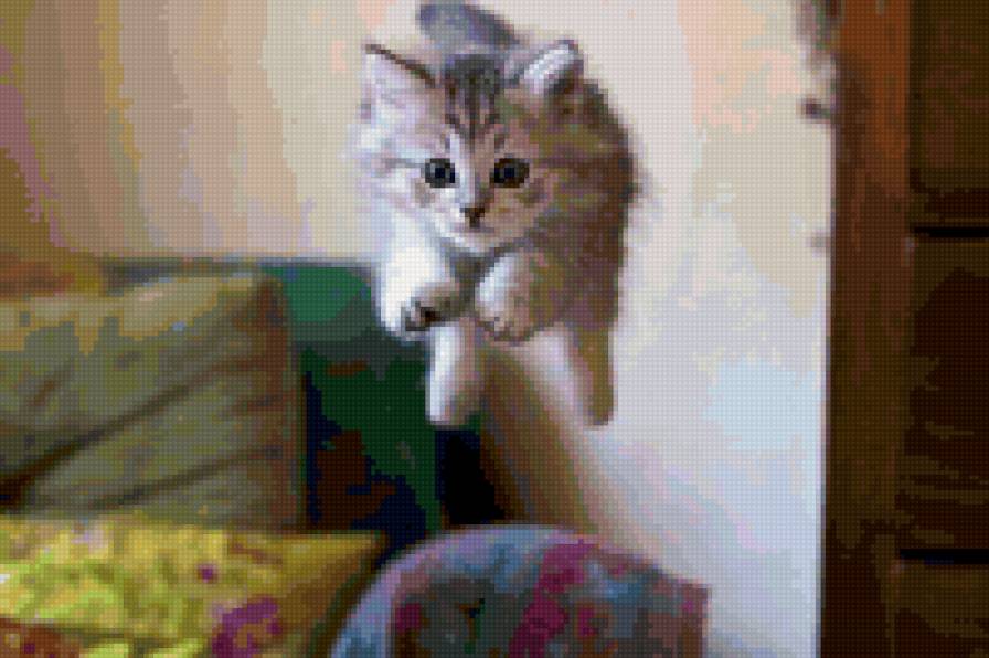 54655 - котята, животные, природа, кошки - предпросмотр