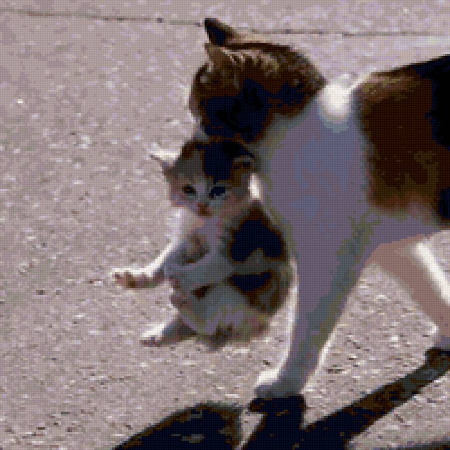 5462 - кошки, природа, котята, животные - предпросмотр