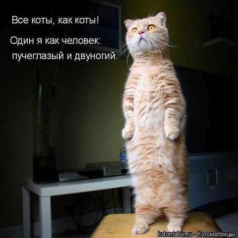 356+ - котята, животные, кошки, природа - оригинал