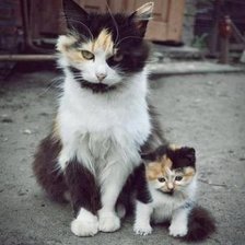 Схема вышивки «5633»