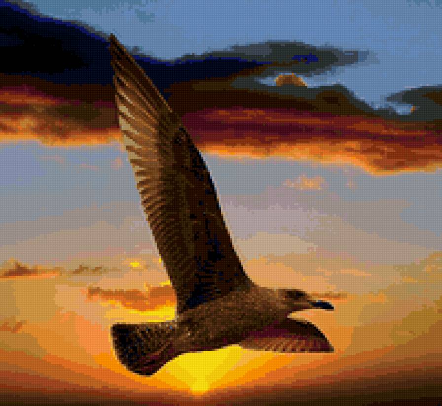 гордая птица - птицы - предпросмотр