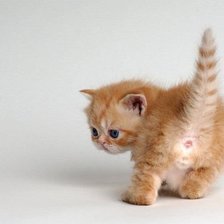 Схема вышивки «6984»