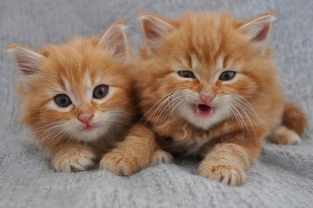 652 - котята, животные, природа, кошки - оригинал