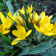 Схема вышивки «мамины цветы 2»